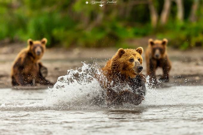 Bears jumping around for fish by Hymakar - Bears In Nature Photo Contest