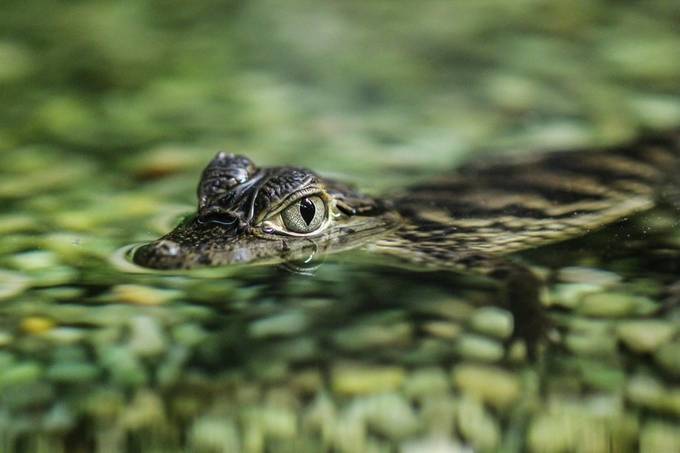 Little Guy 2 by aprillewis - Water Animals Photo Contest