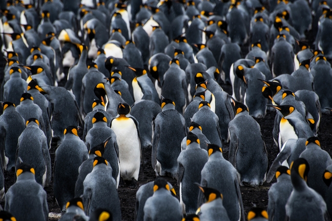 Going against the crowd by rossdixon - An Unforgettable Adventure Photo Contest