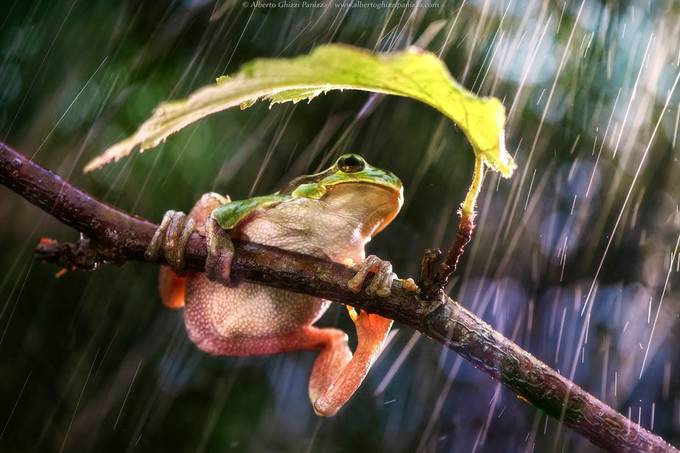 Sooner or later it will stop raining by albertoghizzipanizza - Rain In Nature Photo Contest