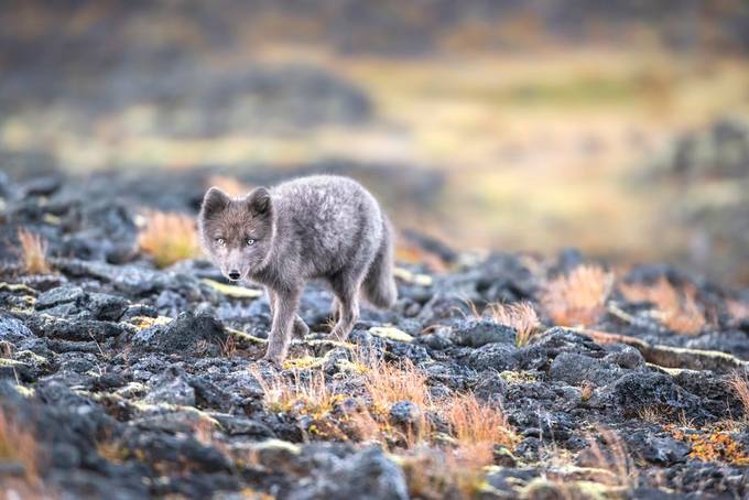 Stalked by an Arctic Fox by jamesrushforth - Small Wildlife Photo Contest