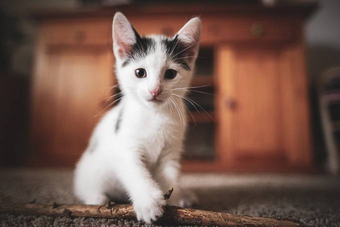 Kitten by Pixsas - Chasing Cats Photo Contest