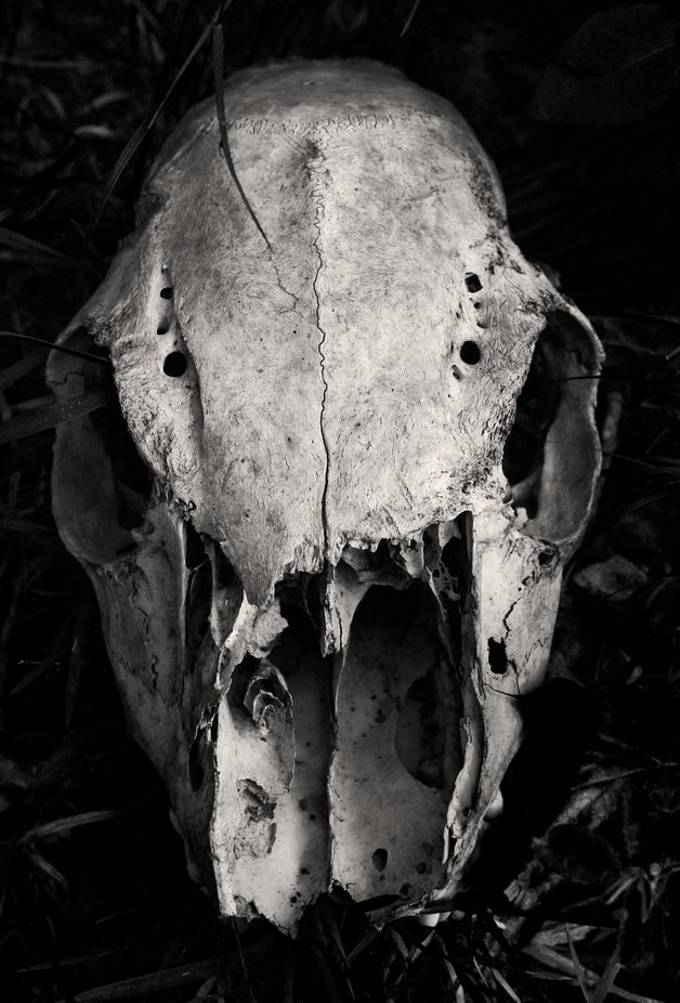Spooky Scary Skeletons by Hippie22 - ViewBug.com