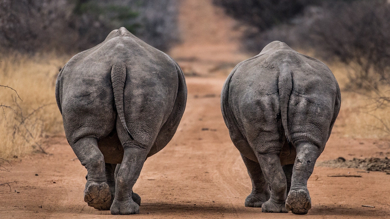 18+ Captivating Photos Of Endangered Species That We Hope Will Help Raise Awareness