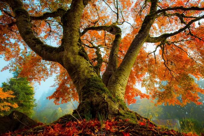 Ode To Autumn by DaveCornelison - The Tree Lover Photo Contest