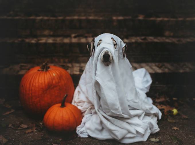ghost puppy by Andreamartinphoto - Halloween Photo Contest 2018