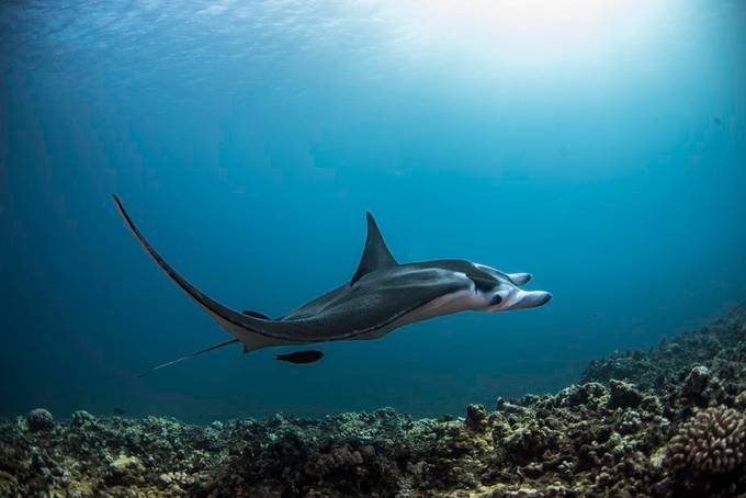 Manta ray by Lorenzoragazzi - Water Animals Photo Contest