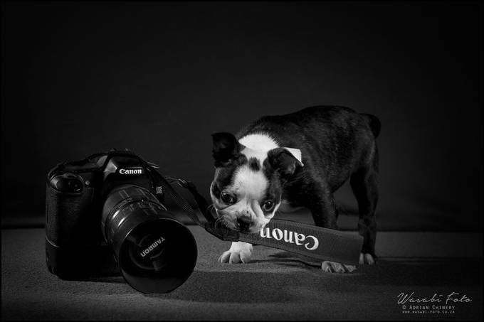 Dogs In Action Photo Contest Winners - VIEWBUG.com