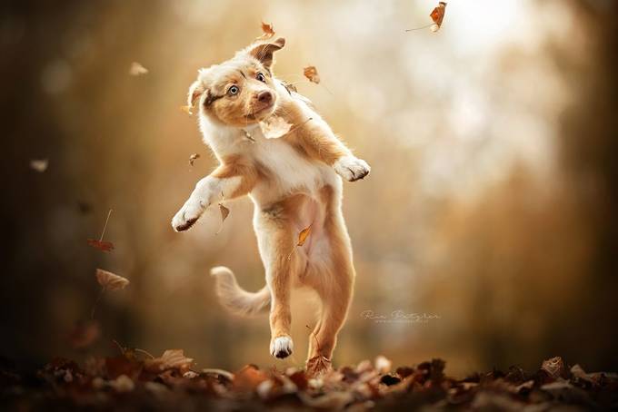 Flying puppy by Dackelpup - Image Of The Month Photo Contest Vol 40