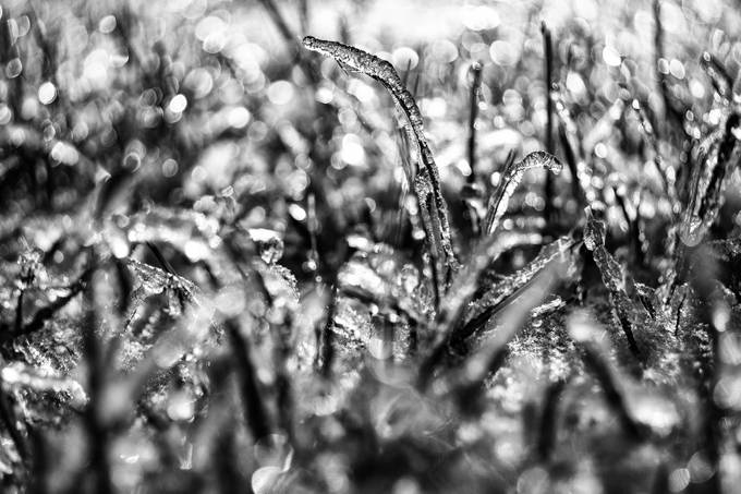 Iced grass by carawalton - Ice In Black And White Photo Contest