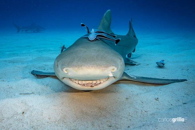Lemon Shark Smiling  by carlosgrillo - My Best Shot Photo Contest Vol 7