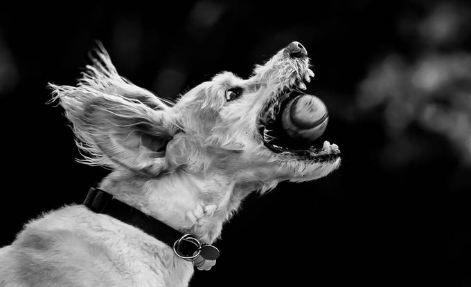  by Gadget699 - Dogs In Action Photo Contest