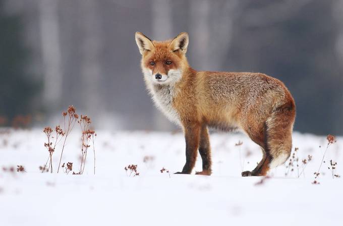 Fox by ricik - Image Of The Month Photo Contest Vol 40