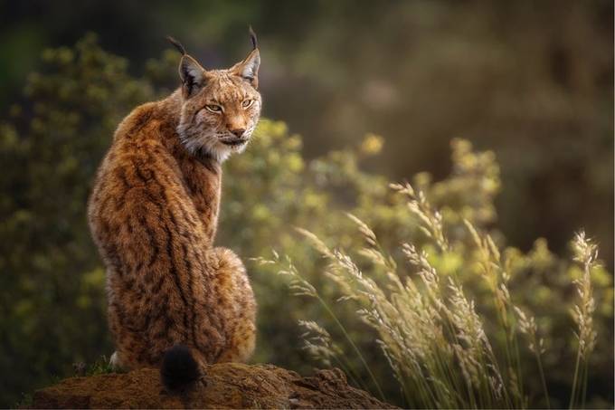 Lynx portrait with a special lights at sunset. by Sergio_Saavedra - Social Exposure Photo Contest Vol 20