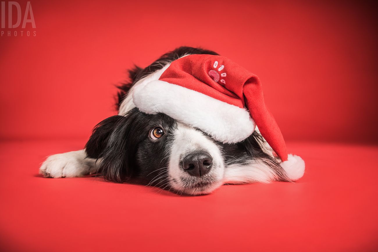 33 Super Cute Shots Of Pets In The Holidays