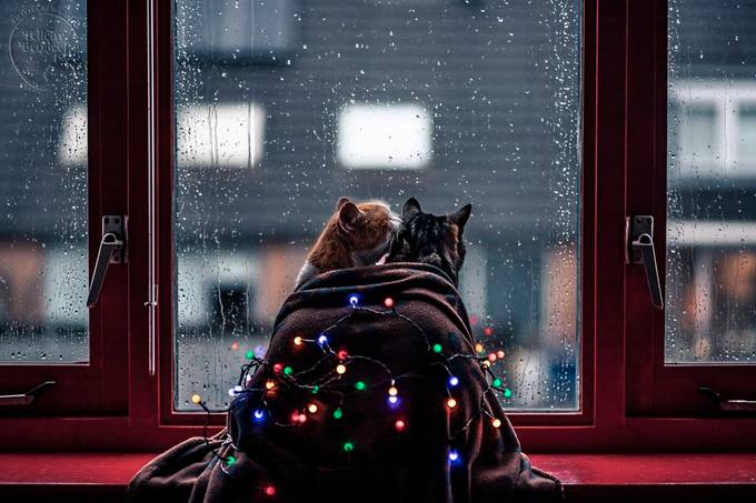 Happy Holidays by felicityberkleef - Holiday Lights Photo Contest 2018