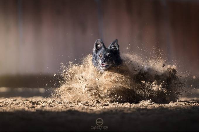 Explosion by carlopierbattista - Dogs In Action Photo Contest