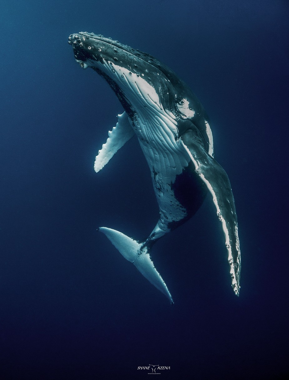 Humpback whale (Megaptera novaeangliae) by smkeena - The Shades Of Blue Photo Contest