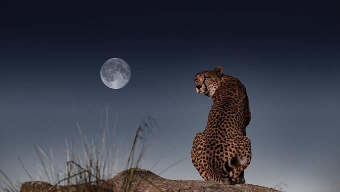 Cheetah and the MooN by Carlos_Santero - Safari Wildlife Photo Contest