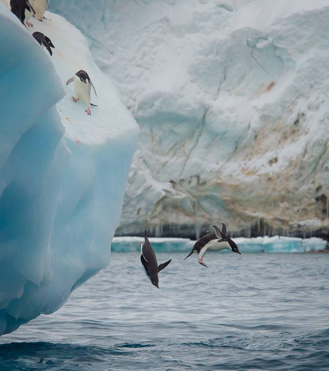 Penguins on ice. by jayneryan