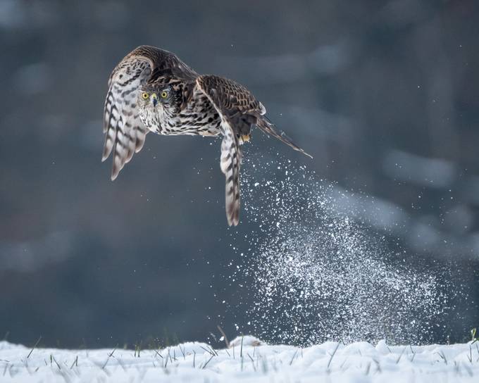 Northern Goss Hawk by NatashaHaggard - Animals With Wings Photo Contest