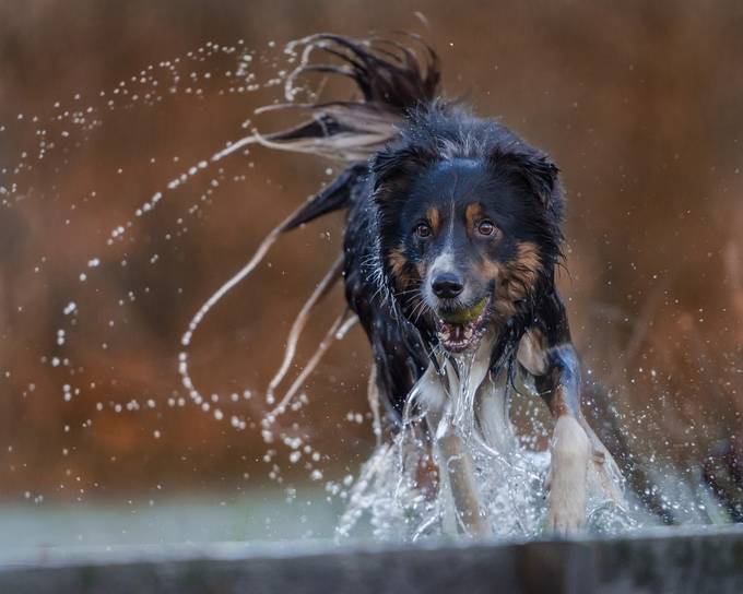 Splash and Grab by BodieBox - Dogs In Action Photo Contest