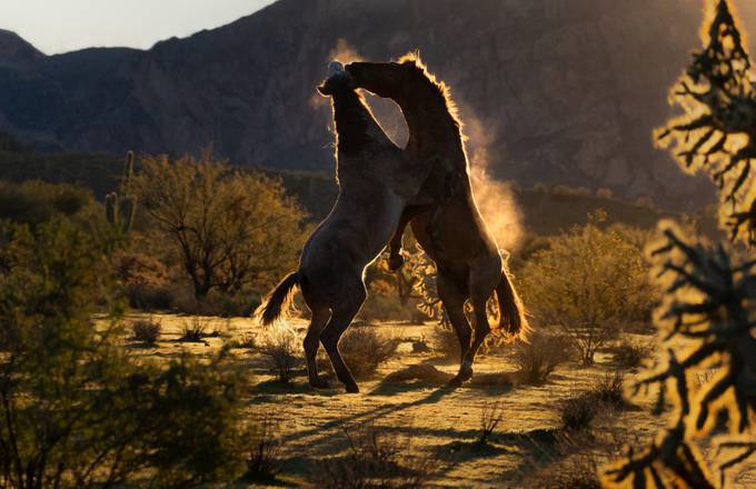 Backlit Mustang Tango by Manifoldlm - All About Horses Photo Contest