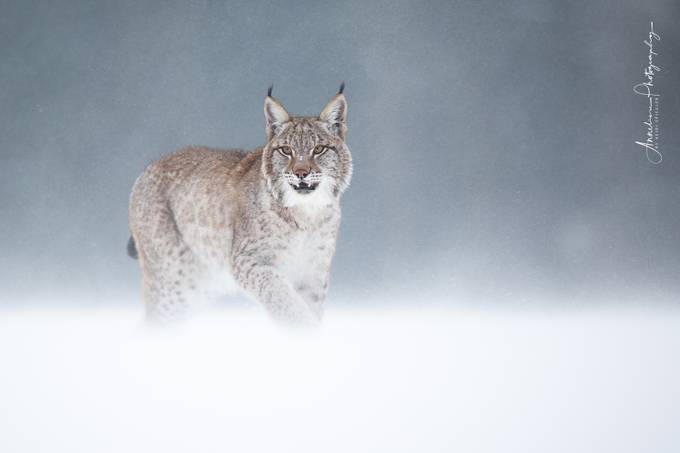9N4A9723-web by Heidi-Spiegler-Fotografie - Winter Wildlife Photo Contest