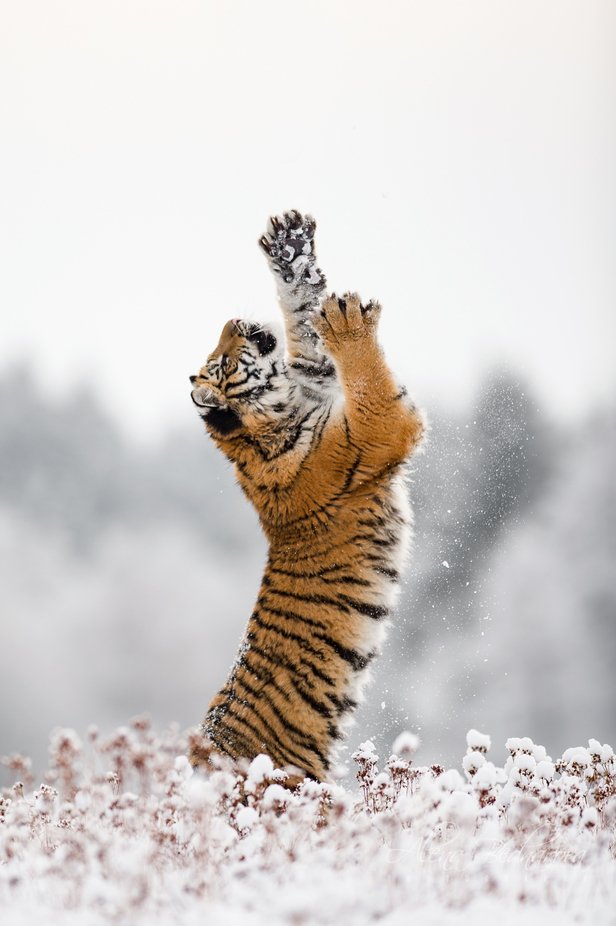 Just stretch... by ALBESA - Wildlife Speed Series Photo Contest