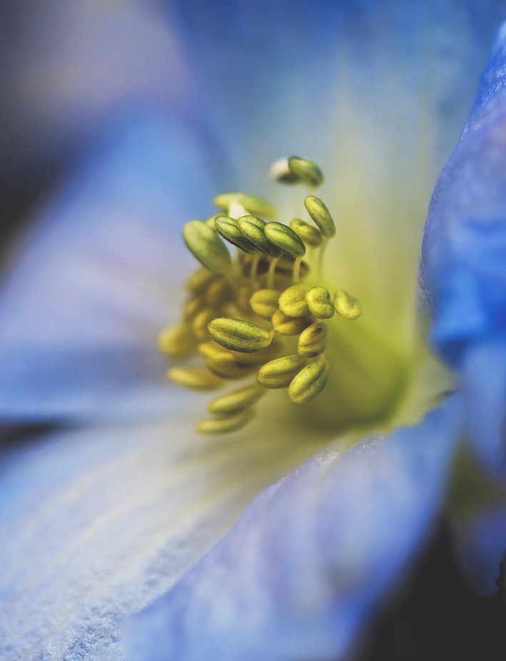 The Colors of Life by Dana_Walker - Shallow Depth Photo Contest