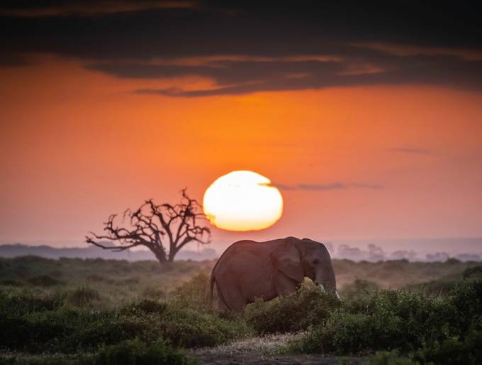 Amboseli Sunrise by lddove - The African Continent Photo Contest