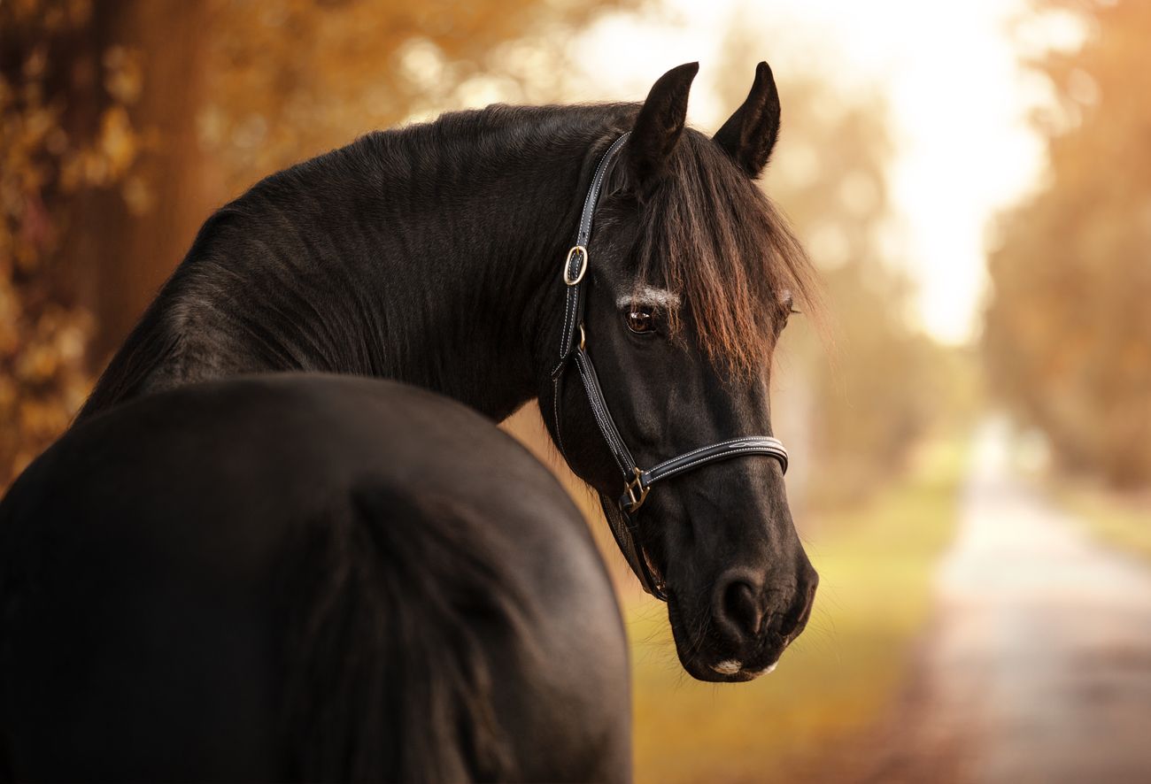 58 Incredible Shots Of Horses