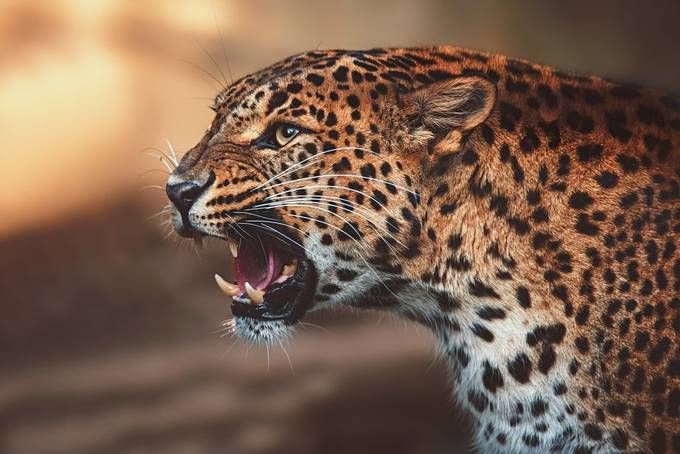 Ceylon leopard by Sangur - Covers Photo Contest Volume 3