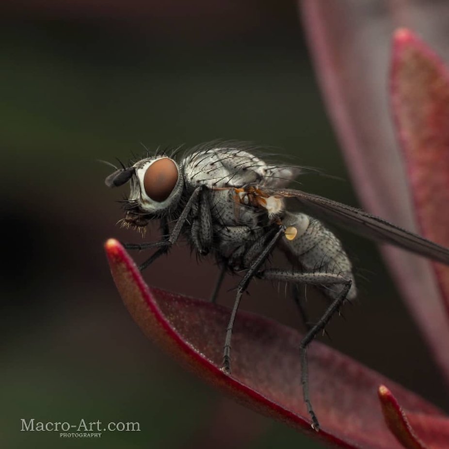 Metallic looking fly!  by Macro_art - Bugs Photo Contest