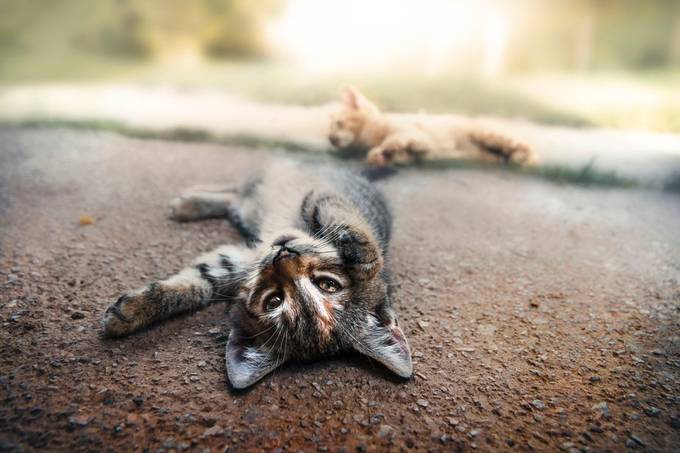 Two kittens play by miskovic - Shallow Depth Photo Contest