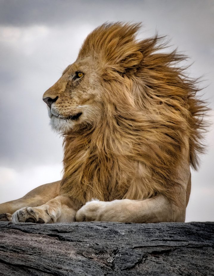Lion king.jpeg by francescabullet - Fantastic Felines Photo Contest