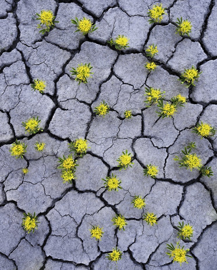 Desert Flowers by larrymarshall - Capture Textures Photo Contest
