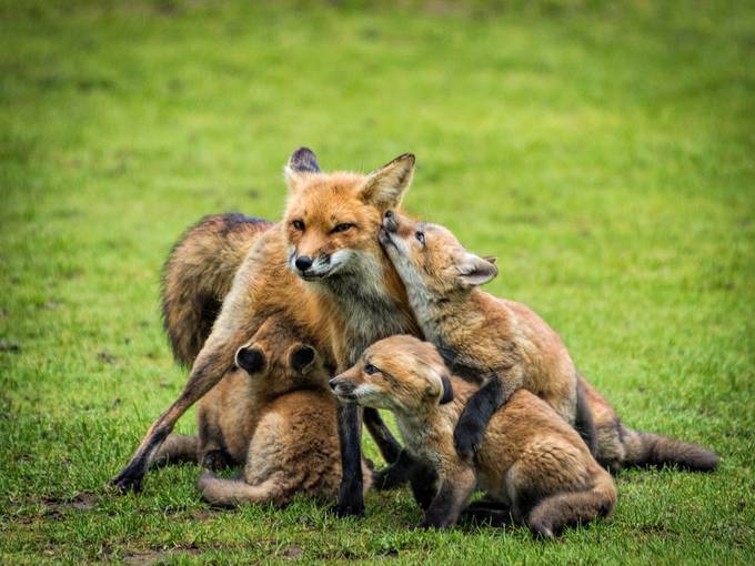 Fox with Kits by josephleduc - Wildlife Families Photo Contest