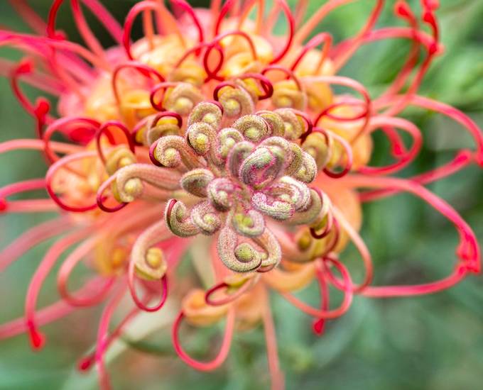 Grevillea &#039;Coconut Ice&#039;  by grahamgall - Patterns And Macro Photo Contest