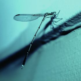 DragonflyPhotography91 avatar