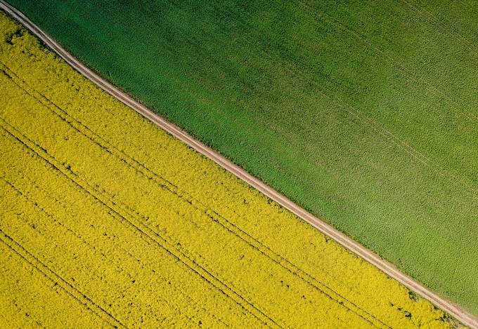 Yellow rapeseed field in bloom at spring by petermocsonoky - Diagonals And Composition Photo Contest