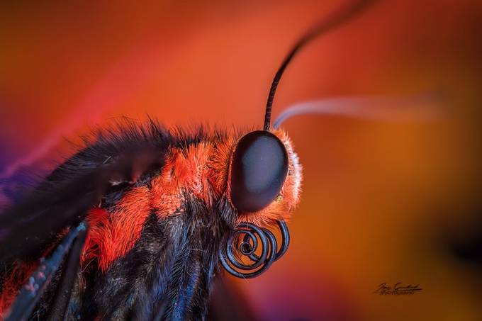 Butterfly 110 by Joerg - Macro Photo Contest Speed Series