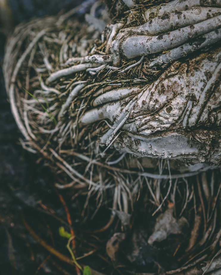 Das Roots by seantredway - Wood Photo Contest