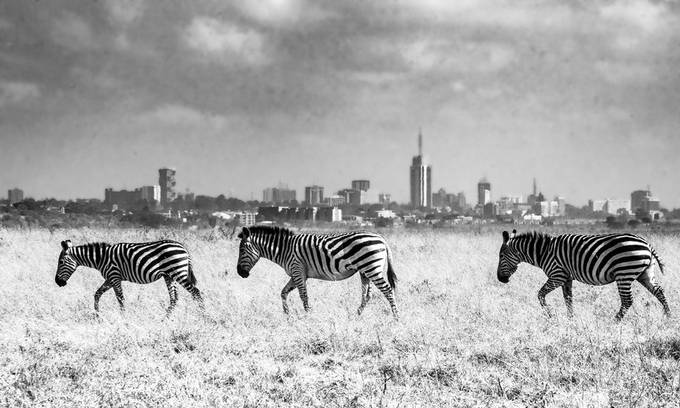 THREE ZEBRA by Paul_Joslin - Monochrome Nature Photo Contest