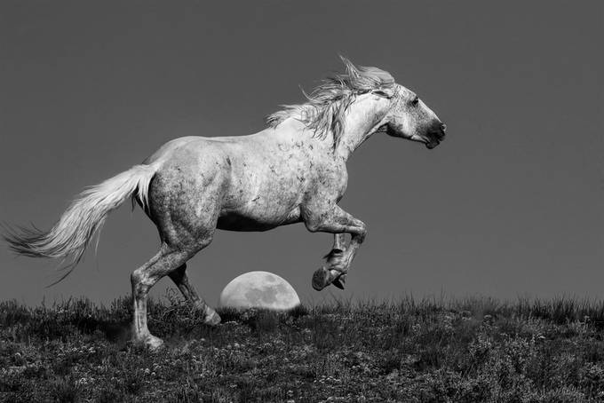 Moon Racer by jimgarrison - Monochrome Animals Photo Contest