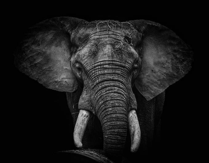 Magnificent mammal by staceyholleystark - One Monochrome Photo Contest