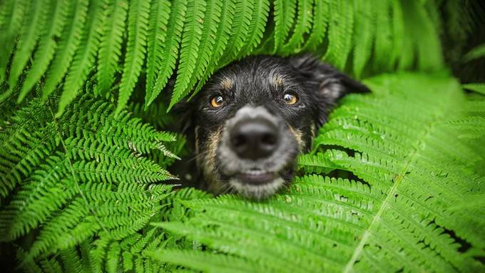 Hupi in the jungle by IDAphotos - Curious Pets Photo Contest