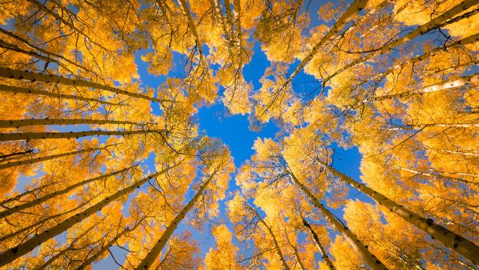 Aspen Crown by MichaelRung - Earth Day 2020 Photo Contest