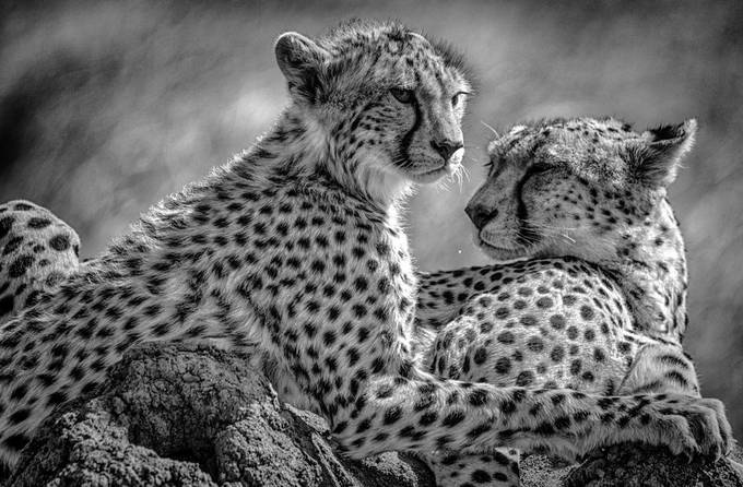  by guykrier - Animal In Monochrome Photo Contest