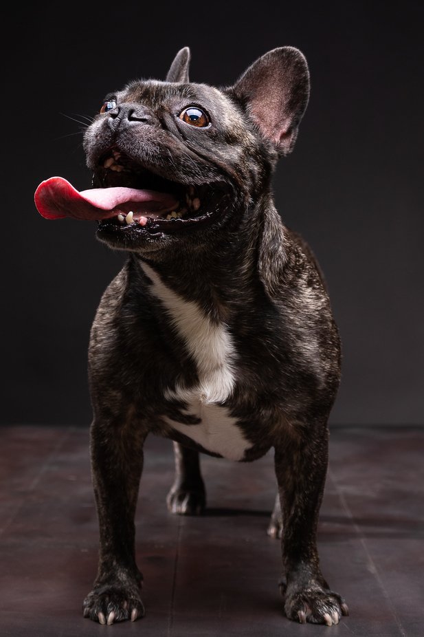 French Kiss Bulldog by martinwerge - Flash Masters Photo Contest